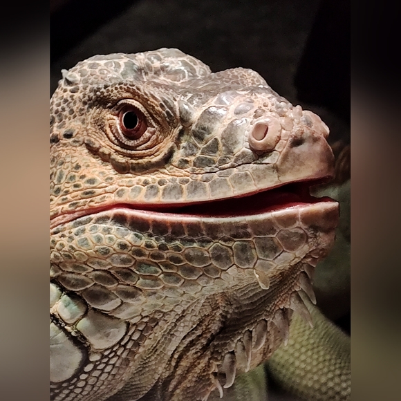 Meet your Posher, Misty - Picture 3 of 3